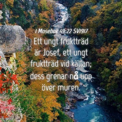 Picture 04 - 1 Mosebok 49:22 SV1917 - Ett ungt fruktträd är Josef, ett ungt - Bible Verse Picture