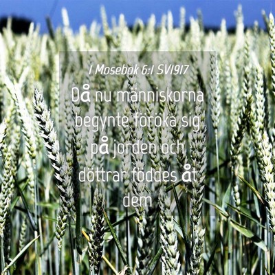 Picture 04 - 1 Mosebok 6:1 SV1917 - Då nu människorna begynte föröka sig på - Bible Verse Picture