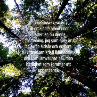 Picture 04 - 1 Petrusbrevet 5:1 SV1917 - Till de äldste bland eder ställer jag nu denna - Bible Verse Picture