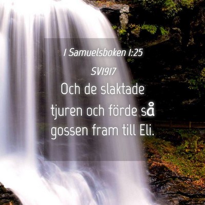 Picture 04 - 1 Samuelsboken 1:25 SV1917 - Och de slaktade tjuren och förde så gossen fram - Bible Verse Picture