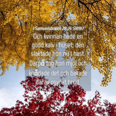 Picture 04 - 1 Samuelsboken 28:24 SV1917 - Och kvinnan hade en gödd kalv i huset; den - Bible Verse Picture