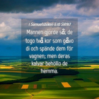 Picture 04 - 1 Samuelsboken 6:10 SV1917 - Männen gjorde så; de togo två kor som gåvo di - Bible Verse Picture