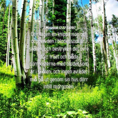 Picture 04 - 2 Mosebok 12:22 SV1917 - Och tagen en knippa isop och doppen den i blodet - Bible Verse Picture