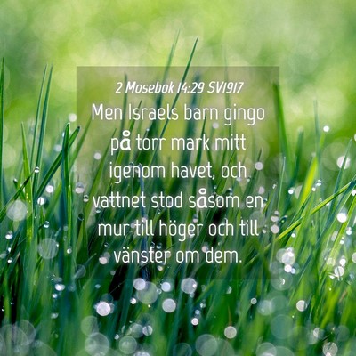 Picture 04 - 2 Mosebok 14:29 SV1917 - Men Israels barn gingo på torr mark mitt igenom - Bible Verse Picture