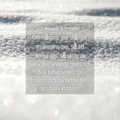 Picture 04 - 2 Mosebok 21:35 SV1917 - Om någons oxe stångar en annans oxe, så att - Bible Verse Picture