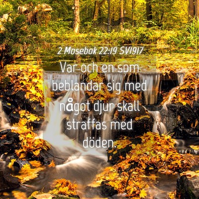 Picture 04 - 2 Mosebok 22:19 SV1917 - Var och en som beblandar sig med något djur - Bible Verse Picture