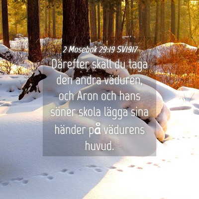 Picture 04 - 2 Mosebok 29:19 SV1917 - Därefter skall du taga den andra väduren, och - Bible Verse Picture