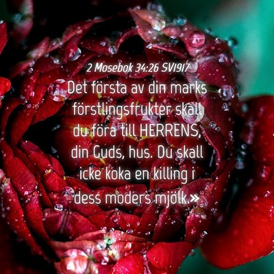Picture 04 - 2 Mosebok 34:26 SV1917 - Det första av din marks förstlingsfrukter skall - Bible Verse Picture