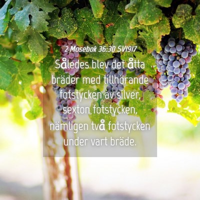 Picture 04 - 2 Mosebok 36:30 SV1917 - Således blev det åtta bräder med tillhörande - Bible Verse Picture