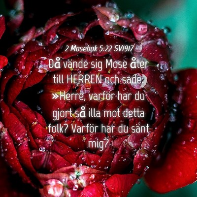 Picture 04 - 2 Mosebok 5:22 SV1917 - Då vände sig Mose åter till HERREN och sade: - Bible Verse Picture