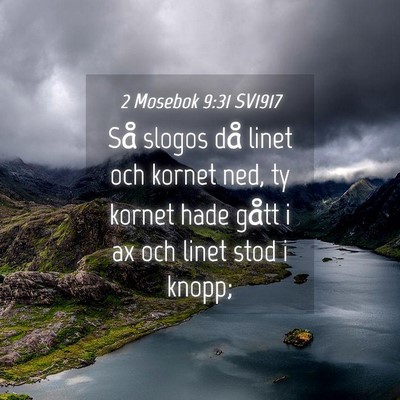 Picture 04 - 2 Mosebok 9:31 SV1917 - Så slogos då linet och kornet ned, ty kornet - Bible Verse Picture