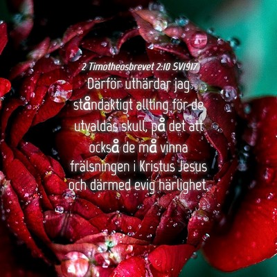 Picture 04 - 2 Timotheosbrevet 2:10 SV1917 - Därför uthärdar jag ståndaktigt allting för - Bible Verse Picture