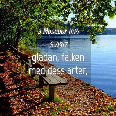 Picture 04 - 3 Mosebok 11:14 SV1917 - gladan, falken med dess - Bible Verse Picture