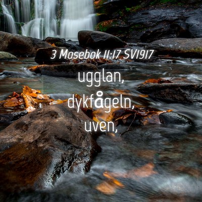 Picture 04 - 3 Mosebok 11:17 SV1917 - ugglan, dykfågeln, - Bible Verse Picture