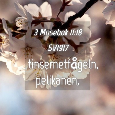 Picture 04 - 3 Mosebok 11:18 SV1917 - tinsemetfågeln, - Bible Verse Picture