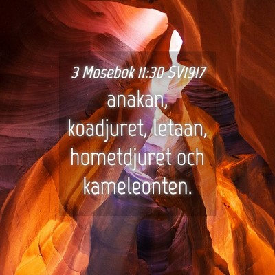Picture 04 - 3 Mosebok 11:30 SV1917 - anakan, koadjuret, letaan, hometdjuret och - Bible Verse Picture