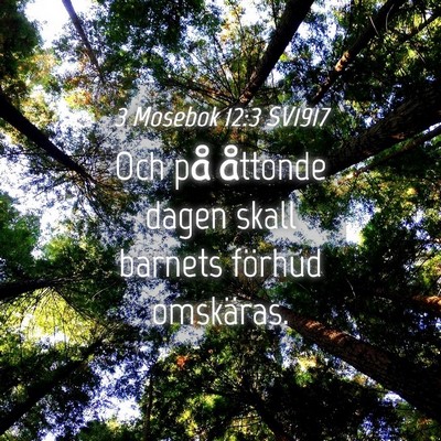Picture 04 - 3 Mosebok 12:3 SV1917 - Och på åttonde dagen skall barnets förhud - Bible Verse Picture