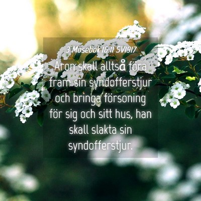 Picture 04 - 3 Mosebok 16:11 SV1917 - Aron skall alltså föra fram sin syndofferstjur - Bible Verse Picture