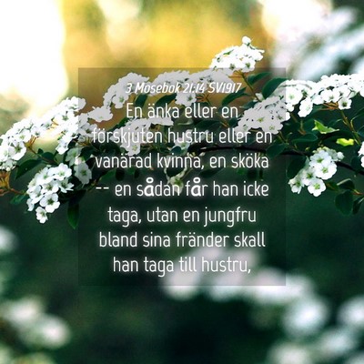 Picture 04 - 3 Mosebok 21:14 SV1917 - En änka eller en förskjuten hustru eller en - Bible Verse Picture
