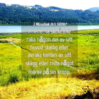 Picture 04 - 3 Mosebok 21:5 SV1917 - Prästerna skola icke raka någon del av sitt - Bible Verse Picture