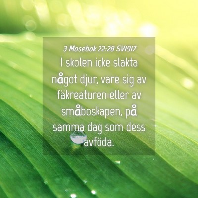 Picture 04 - 3 Mosebok 22:28 SV1917 - I skolen icke slakta något djur, vare sig av - Bible Verse Picture