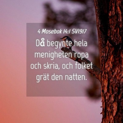 Picture 04 - 4 Mosebok 14:1 SV1917 - Då begynte hela menigheten ropa och skria, och - Bible Verse Picture