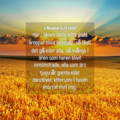 Picture 04 - 4 Mosebok 14:29 SV1917 - Här i öknen skola edra döda kroppar bliva - Bible Verse Picture