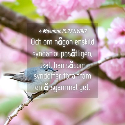 Picture 04 - 4 Mosebok 15:27 SV1917 - Och om någon enskild syndar ouppsåtligen, skall - Bible Verse Picture