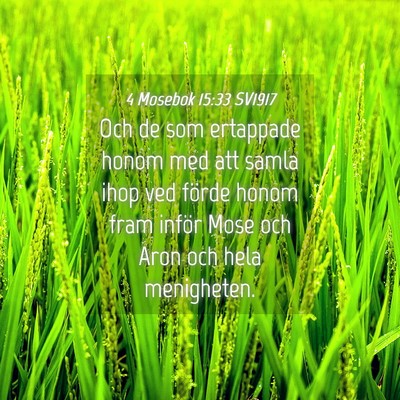 Picture 04 - 4 Mosebok 15:33 SV1917 - Och de som ertappade honom med att samla ihop ved - Bible Verse Picture