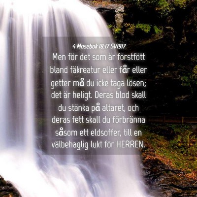 Picture 04 - 4 Mosebok 18:17 SV1917 - Men för det som är förstfött bland fäkreatur - Bible Verse Picture