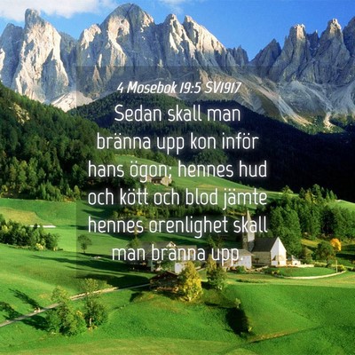 Picture 04 - 4 Mosebok 19:5 SV1917 - Sedan skall man bränna upp kon inför hans - Bible Verse Picture