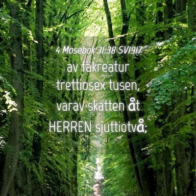 Picture 04 - 4 Mosebok 31:38 SV1917 - av fäkreatur trettiosex tusen, varav skatten åt - Bible Verse Picture