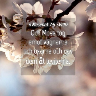 Picture 04 - 4 Mosebok 7:6 SV1917 - Och Mose tog emot vagnarna och oxarna och gav dem - Bible Verse Picture