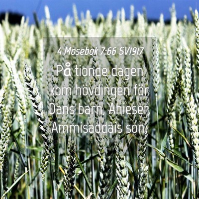 Picture 04 - 4 Mosebok 7:66 SV1917 - På tionde dagen kom hövdingen för Dans barn, - Bible Verse Picture
