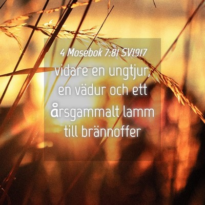 Picture 04 - 4 Mosebok 7:81 SV1917 - vidare en ungtjur, en vädur och ett årsgammalt - Bible Verse Picture