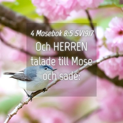 Picture 04 - 4 Mosebok 8:5 SV1917 - Och HERREN talade till Mose och - Bible Verse Picture