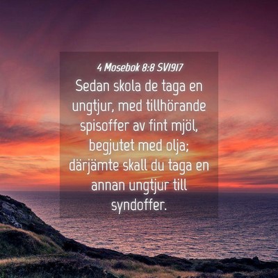 Picture 04 - 4 Mosebok 8:8 SV1917 - Sedan skola de taga en ungtjur, med tillhörande - Bible Verse Picture