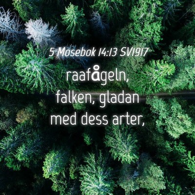 Picture 04 - 5 Mosebok 14:13 SV1917 - raafågeln, falken, gladan med dess - Bible Verse Picture