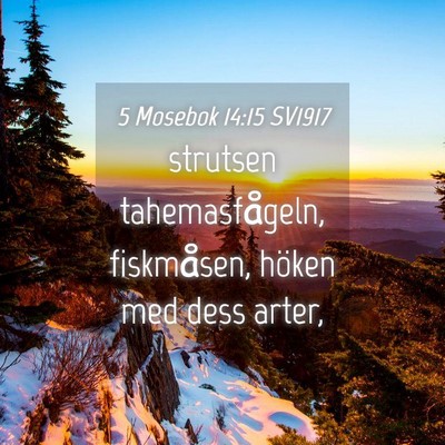 Picture 04 - 5 Mosebok 14:15 SV1917 - strutsen tahemasfågeln, fiskmåsen, höken med - Bible Verse Picture