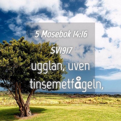 Picture 04 - 5 Mosebok 14:16 SV1917 - ugglan, uven - Bible Verse Picture