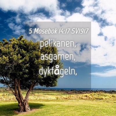 Picture 04 - 5 Mosebok 14:17 SV1917 - pelikanen, asgamen, - Bible Verse Picture