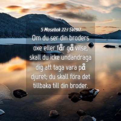 Picture 04 - 5 Mosebok 22:1 SV1917 - Om du ser din broders oxe eller får gå vilse, - Bible Verse Picture