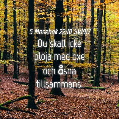 Picture 04 - 5 Mosebok 22:10 SV1917 - Du skall icke plöja med oxe och åsna - Bible Verse Picture