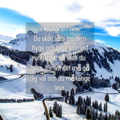 Picture 04 - 5 Mosebok 22:7 SV1917 - Du skall låta modern flyga och taga allenast - Bible Verse Picture