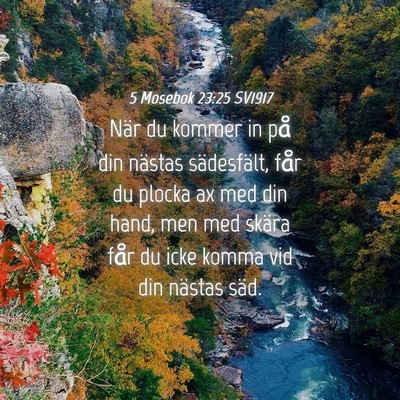 Picture 04 - 5 Mosebok 23:25 SV1917 - När du kommer in på din nästas sädesfält, - Bible Verse Picture