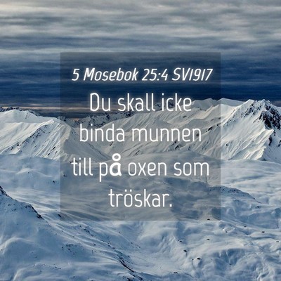 Picture 04 - 5 Mosebok 25:4 SV1917 - Du skall icke binda munnen till på oxen som - Bible Verse Picture