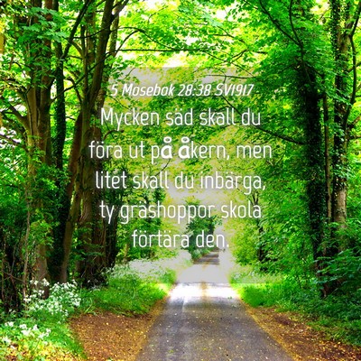 Picture 04 - 5 Mosebok 28:38 SV1917 - Mycken säd skall du föra ut på åkern, men - Bible Verse Picture