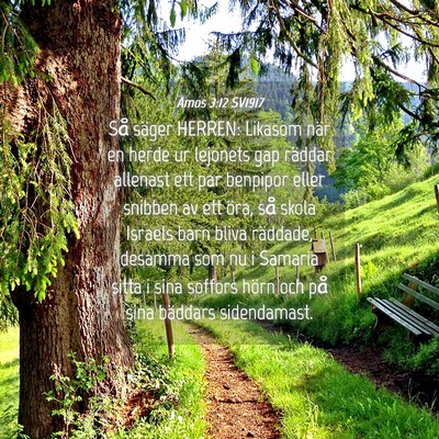 Picture 04 - Amos 3:12 SV1917 - Så säger HERREN: Likasom när en herde ur - Bible Verse Picture