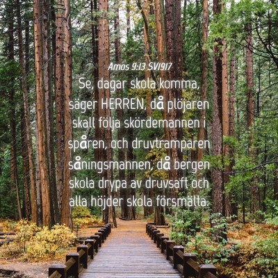 Picture 04 - Amos 9:13 SV1917 - Se, dagar skola komma, säger HERREN, då - Bible Verse Picture