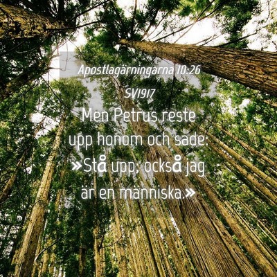 Picture 04 - Apostlagärningarna 10:26 SV1917 - Men Petrus reste upp honom och sade: »Stå upp; - Bible Verse Picture